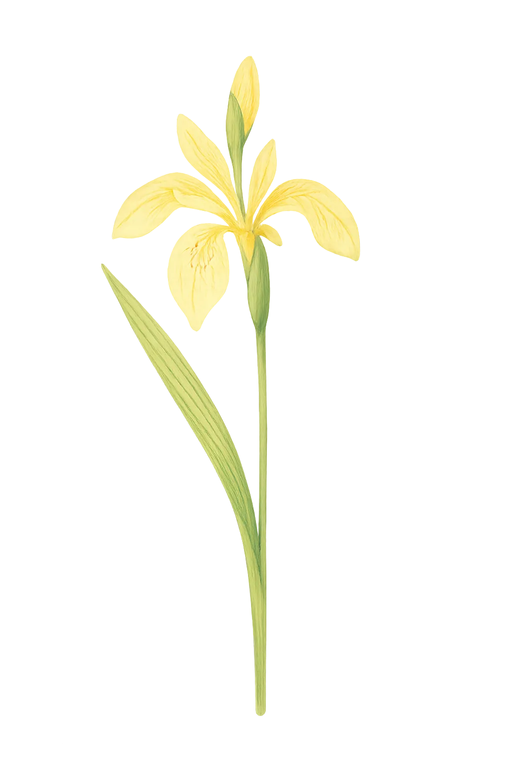 Floral decoration for Purple